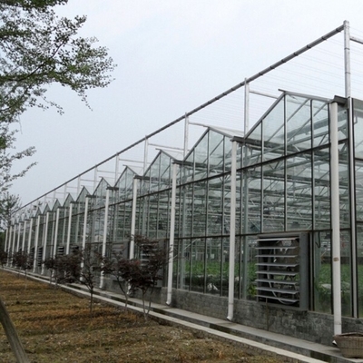 12m Span Gutter Connected Venlo Tempered Glass Greenhouse For Flowers 12x10 12x12 12x14