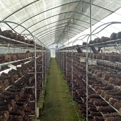 Strong Polytunnel Greenhouse 3m X 2m 9m 10m Growing Mushroom Natural Ventilation Shade Net