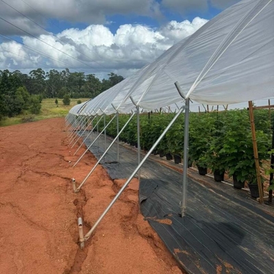 Multi-Span Structure Greenhouse Commercial Modern Bluberry Hoop Green House With Film Covering