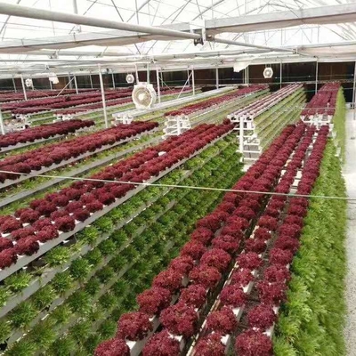 Vertical Nft Hydroponic Growing Channel Grow System For Lettuce Salad Vegetables