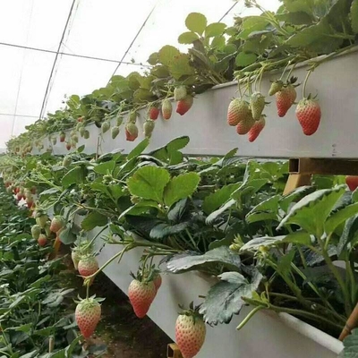 Strawberry Hydroponic Growing System Vertical Planting Cultivation PVC Gutter Indoors For Home