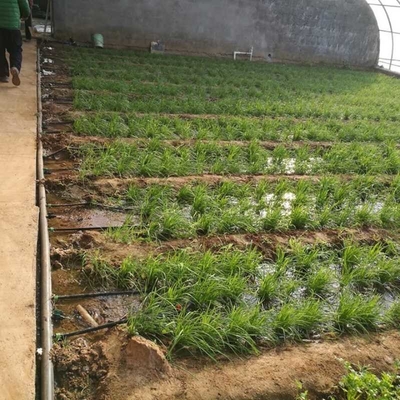 30cm 40cm 50cm Spacing PE Drip Pipe Irrigation For Vegetable Fruits Flower Fertigation Irrigation System