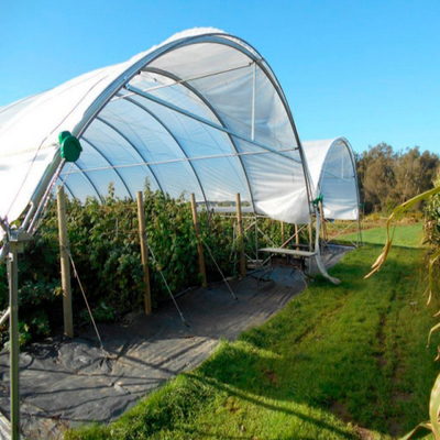 New Design Multi Span Film Plastic Tunnel Agricultural Greenhouse Growing Different Types Berries Strawberry Blueberry