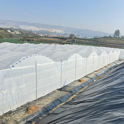 New Design Multi Span Film Plastic Tunnel Agricultural Greenhouse Growing Different Types Berries Strawberry Blueberry