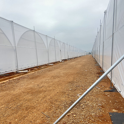 New Design Multi Span Film Plastic Tunnel Agricultural Greenhouse Growing Different Types Berries Strawberry Blueberry