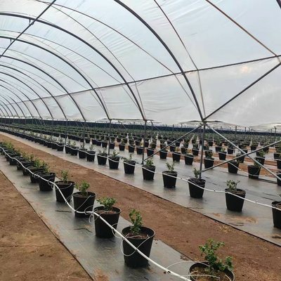 Diffused Plastic Tunnel Greenhouse 150 200 micron Berry Farm Planting Rain Shelter Green House strawberry