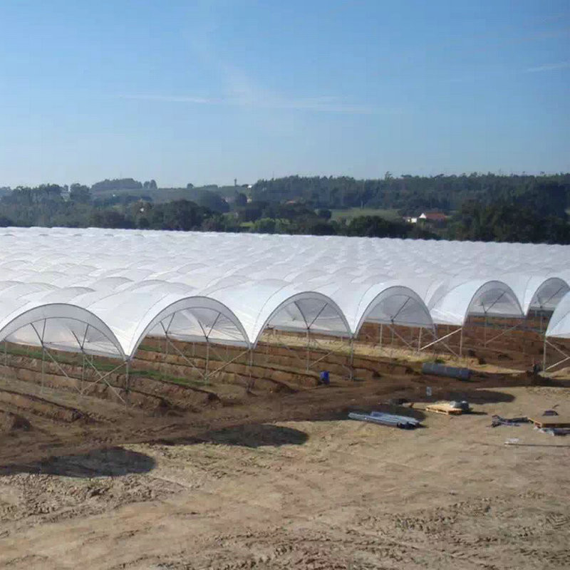New Design Multi Span Film Plastic Tunnel Agricultural Greenhouse Growing Different Types Berries Strawberry Blueberry